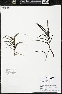 Potamogeton robbinsii image