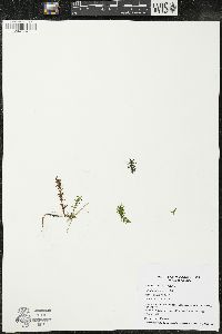 Elodea canadensis image