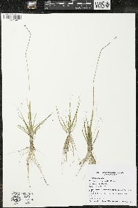 Eriocaulon aquaticum image
