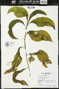 Potamogeton amplifolius image