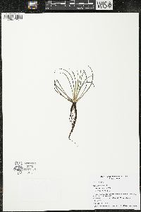 Isoëtes lacustris image