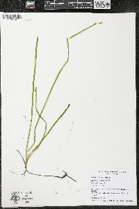 Vallisneria americana image