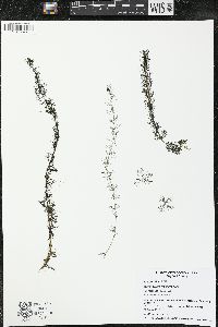 Myriophyllum sibiricum image