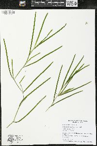 Potamogeton zosteriformis image