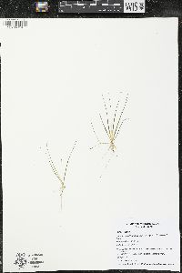 Juncus pelocarpus image