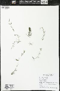 Ceratophyllum demersum image