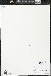 Lemna minor image