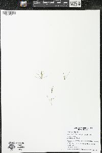 Najas flexilis image