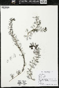 Myriophyllum spicatum image