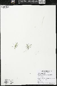 Najas flexilis image