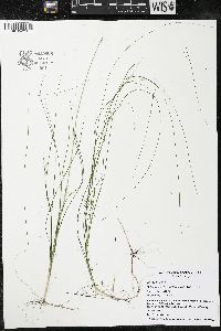 Schoenoplectus subterminalis image