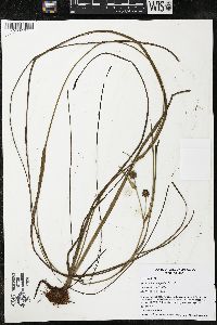 Sparganium angustifolium image
