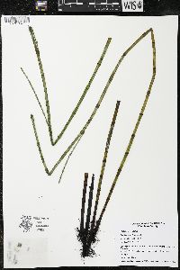 Equisetum fluviatile image