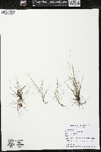 Eriocaulon aquaticum image