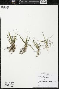 Eriocaulon aquaticum image