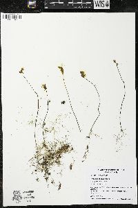 Utricularia cornuta image