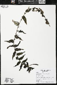 Potamogeton richardsonii image