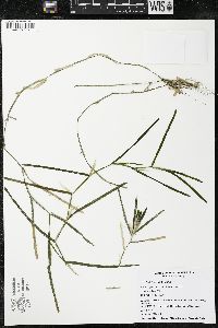Potamogeton zosteriformis image