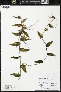Potamogeton richardsonii image