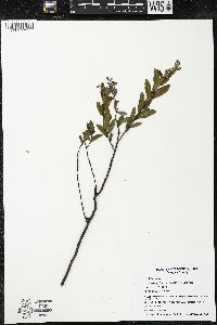 Chamaedaphne calyculata image