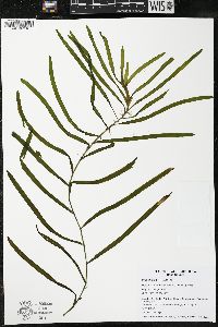 Potamogeton richardsonii image