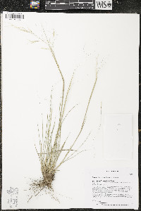 Hesperostipa comata image