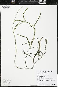 Potamogeton zosteriformis image