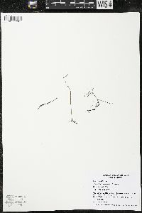 Myriophyllum tenellum image