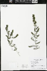 Ceratophyllum demersum image