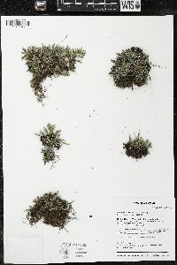 Selaginella rupestris image