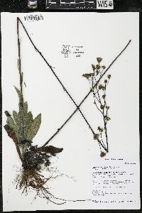 Hieracium longipilum image