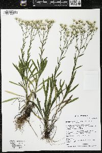 Solidago ptarmicoides image