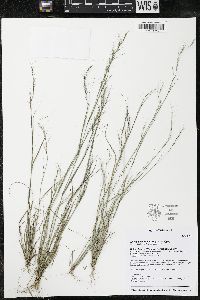 Aristida basiramea image