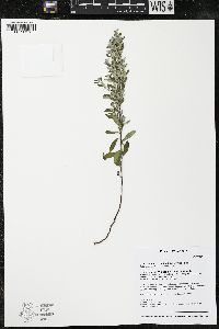 Crocanthemum bicknellii image