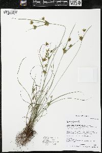 Cyperus schweinitzii image