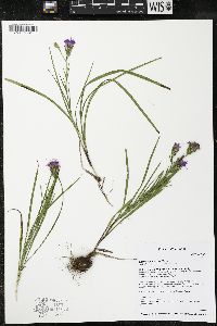 Liatris cylindracea image