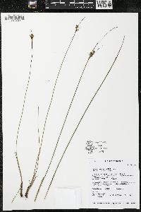 Juncus greenei image