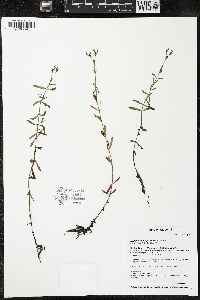 Hypericum majus image