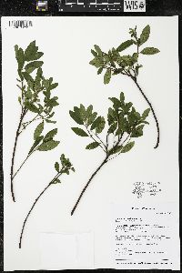 Ceanothus herbaceus image