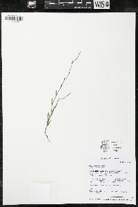 Polygonum tenue image