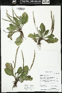 Plantago rugelii image