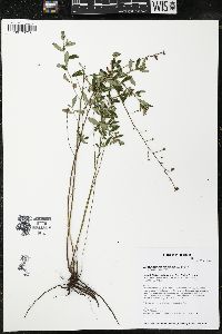 Crocanthemum canadense image