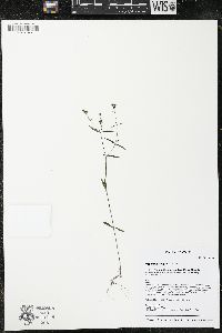Houstonia longifolia image