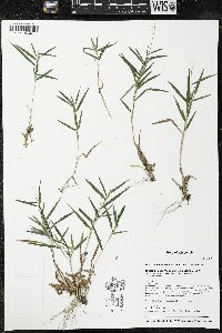 Dichanthelium acuminatum subsp. columbianum image