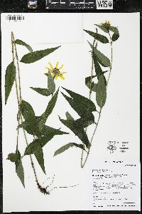 Helianthus hirsutus image