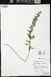 Crocanthemum bicknellii image