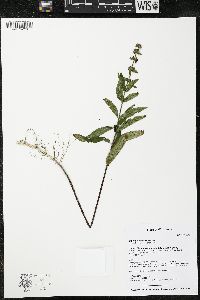 Stachys arenicola image