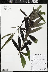 Veronicastrum virginicum image