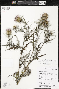 Cirsium discolor image