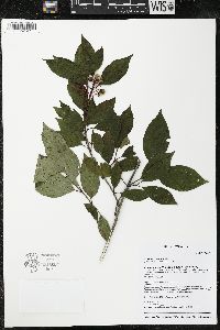 Cornus foemina image